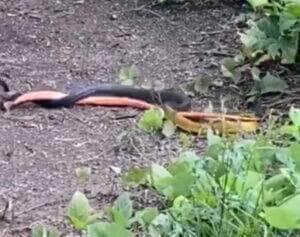 \Drymarchon corais X Chironius scurrula se enfrentam em duelo mortal na Floresta Amazônica
