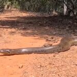 Sucuri gigante atravessa estrada e entra em represa em cena impressionante!