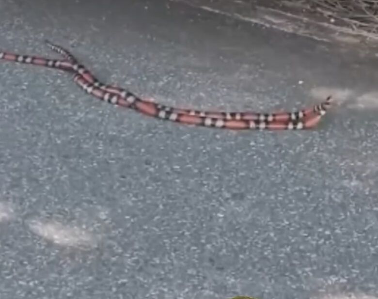 Cobras corais disputam fêmea em batalha épica; vídeo surpreendente