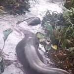 Sucuri gigante desliza sobre as águas de banho cheia após devorar presa: vídeo viraliza nas redes sociais