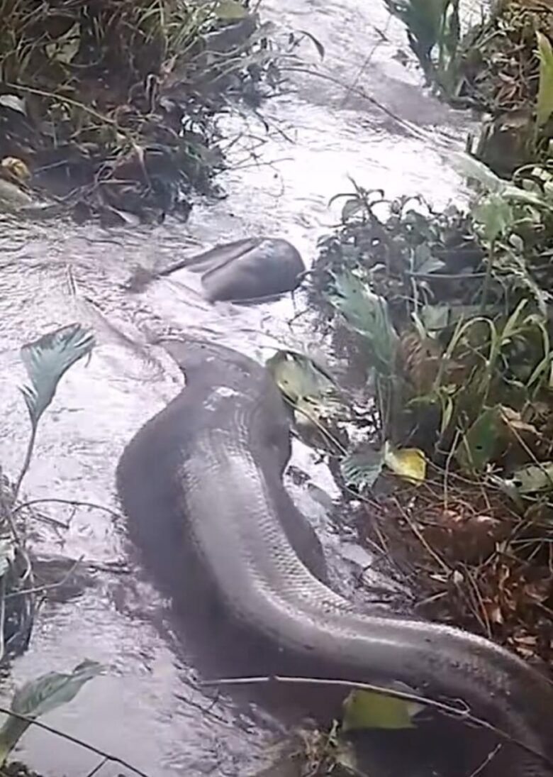 Sucuri gigante desliza sobre as águas de banho cheia após devorar presa: vídeo viraliza nas redes sociais