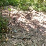 Corpo em estado avançado de decomposição é encontrado em Alta Floresta