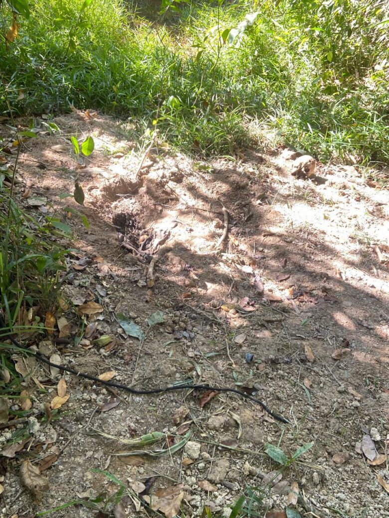 Corpo em estado avançado de decomposição é encontrado em Alta Floresta