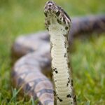 boa constrictor snake - Fotos do Canva1 (2)