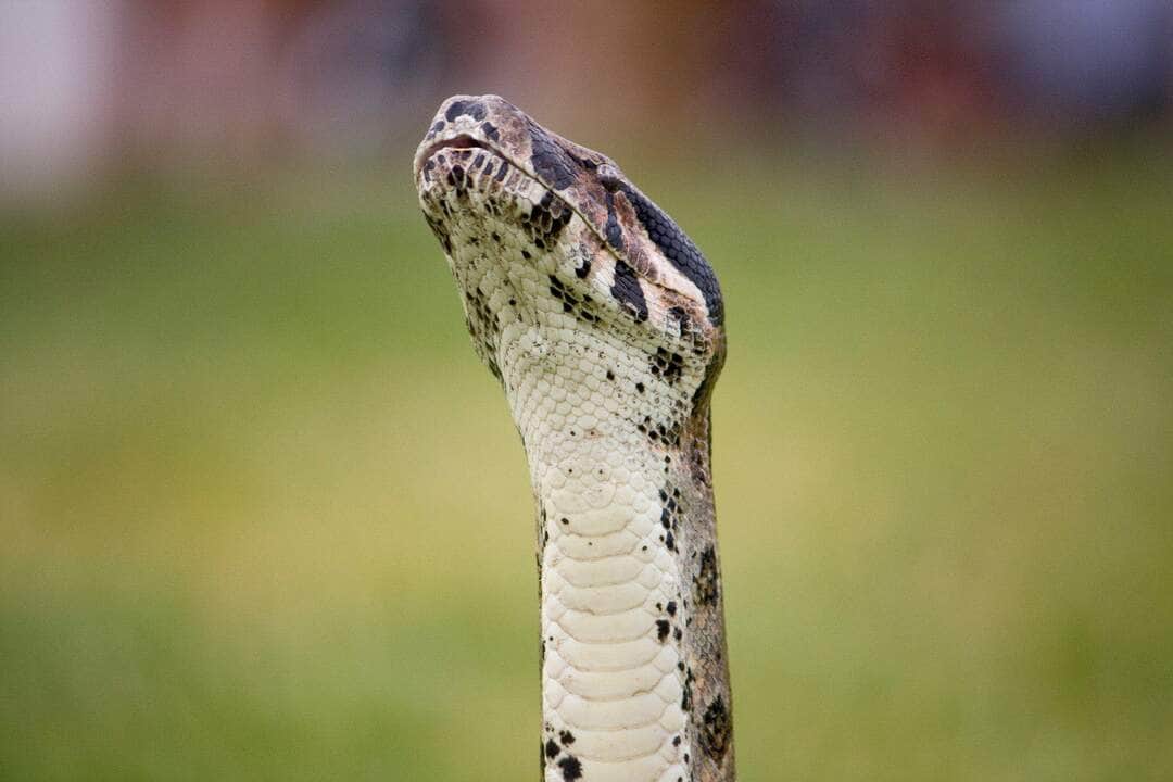 boa constrictor snake - Fotos do Canva