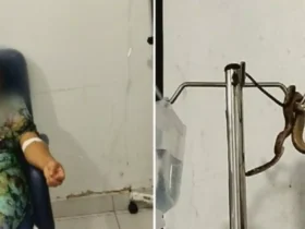 Pânico na sala de soro: Cobra acrobata assusta paciente em Goiás!