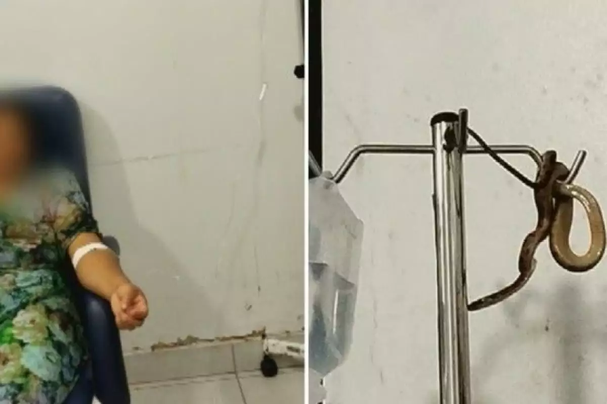 Pânico na sala de soro: Cobra acrobata assusta paciente em Goiás!