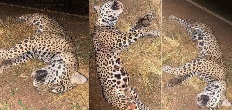 Onça-pintada morre atropelada na MT-235 em Nova Mutum