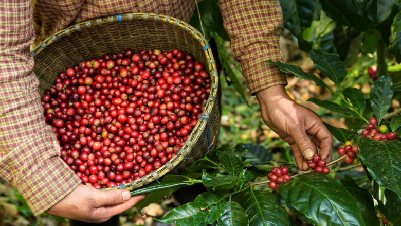 Entidades assinam pacto pelo trabalho decente na cafeicultura no Brasil