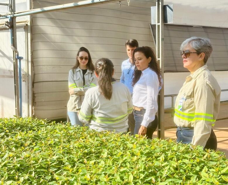 Mapa promove interação entre governo e setor produtivo de árvores cultivadas