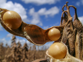Processamento de soja em Mato Grosso alcança recorde no primeiro semestre de 2024