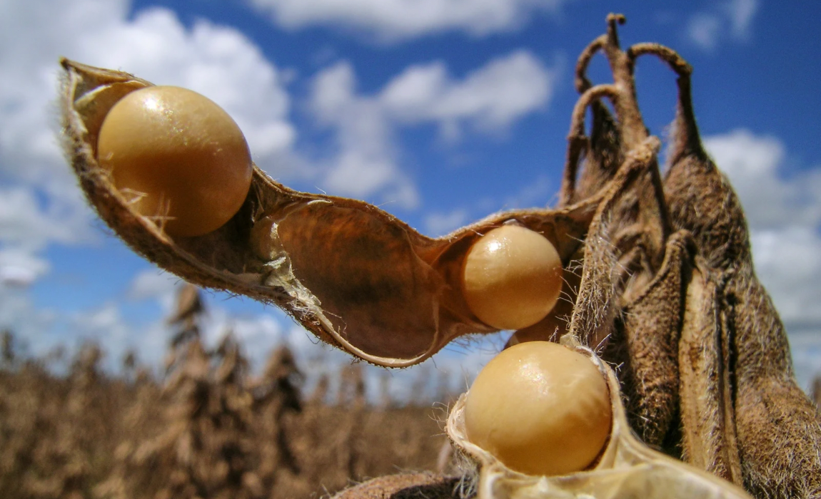 Processamento de soja em Mato Grosso alcança recorde no primeiro semestre de 2024