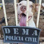 Polícia Civil e Juvam resgatam cachorros que estavam abandonados após dono sofrer AVC