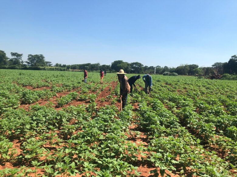 produtor de gergelim Mato Grosso