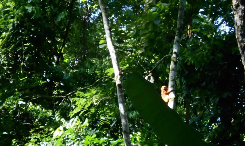 Mico-leão-dourado avistado por pesquisadores na Reserva Biológica Fiocruz Mata Atlântica, na cidade do Rio de Janeiro (Imagem de divulgação/direitos reservados) Por: Imagem de divulgação/Fiocruz/direitos reservados