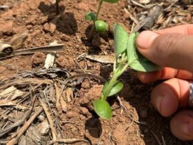 Chuvas abaixo da média podem prejudicar plantio de soja em Mato Grosso