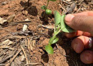 Plantio de soja no Mato Grosso