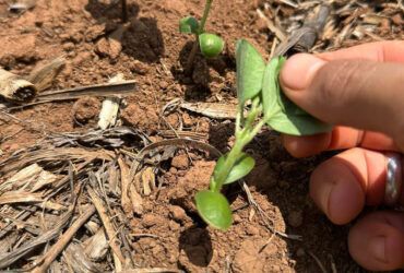 Chuvas abaixo da média podem prejudicar plantio de soja em Mato Grosso