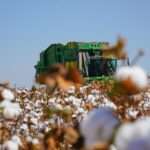 Clima impacta segunda safra de milho e algodão em Lucas do Rio Verde