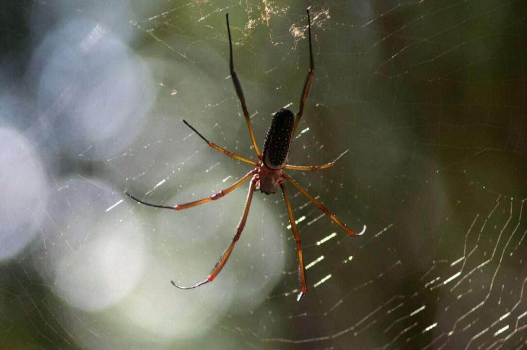 Aranha Marrom - Foto Canva