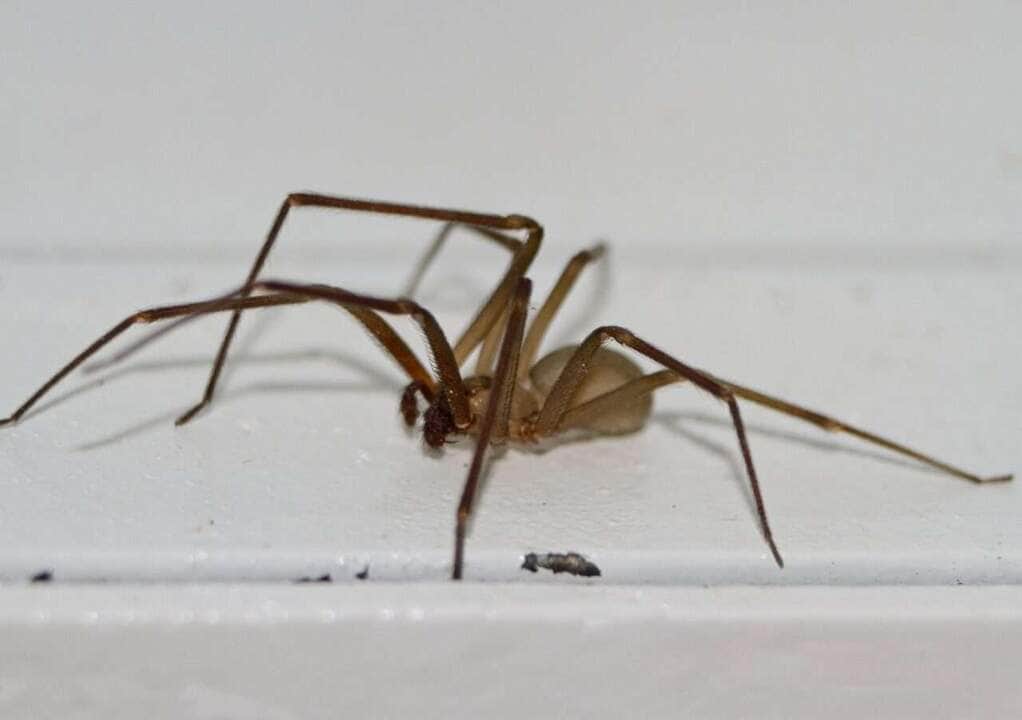 Aranha Marrom - Foto Canva