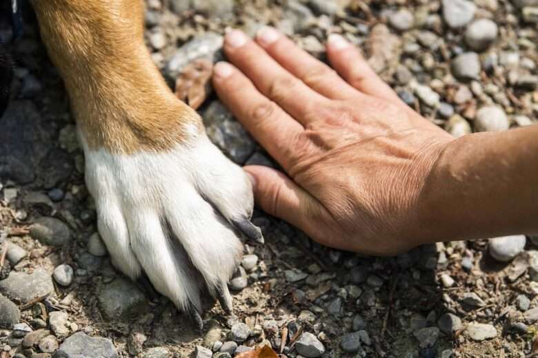 Cão-guia e a importância do auxílio às pessoas com deficiência visual