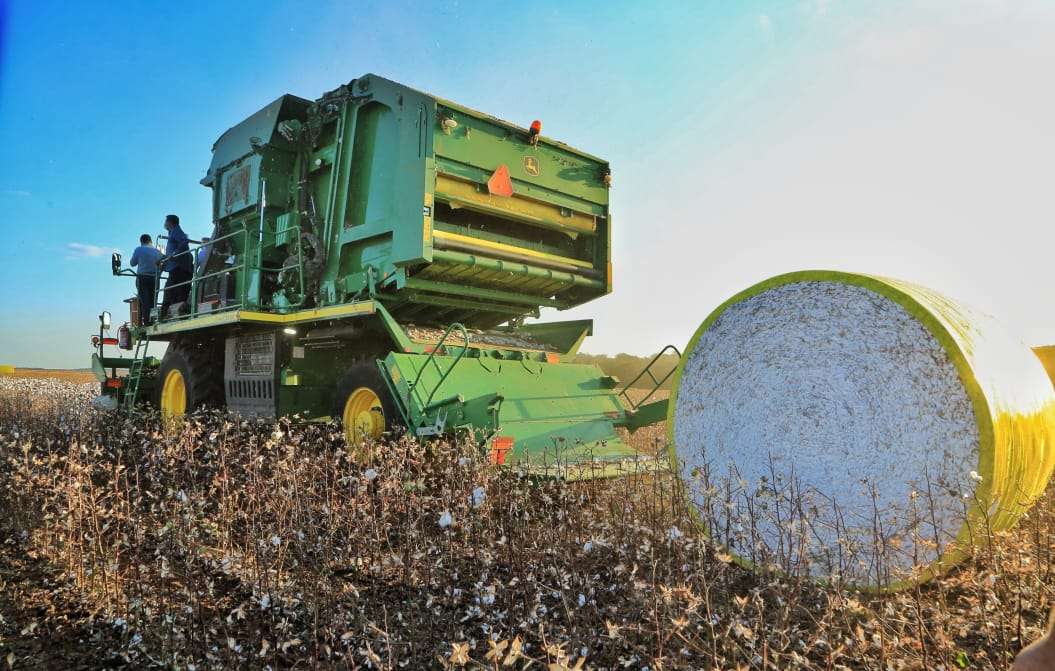 Colheita de algodão da safra 23/24 avança lento em Mato Grosso