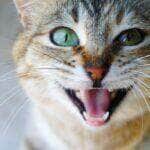 Focinho de gato gato tigrado cabeça de gato olhando olhos de gato grande gato jovem - Fotos do Canva