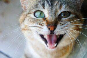Focinho de gato gato tigrado cabeça de gato olhando olhos de gato grande gato jovem - Fotos do Canva