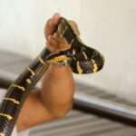 Malayan Krait is on a man's hand. - Fotos do Canva