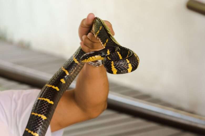 Malayan Krait is on a man's hand. - Fotos do Canva