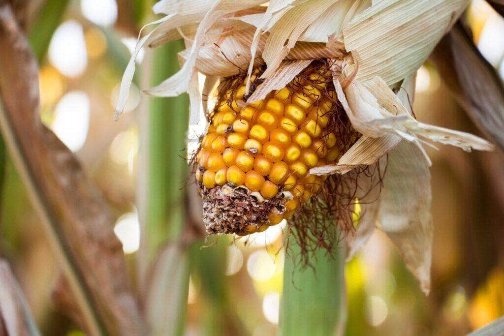 Imea aponta que colheita do milho atinge 78,9% e gera alerta de armazenagem em Mato Grosso
