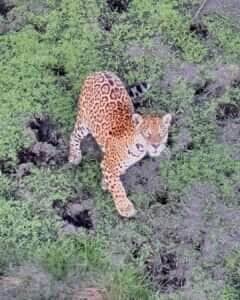 Onça-pintada é vista e fotografada do céu em Lucas do Rio Verde