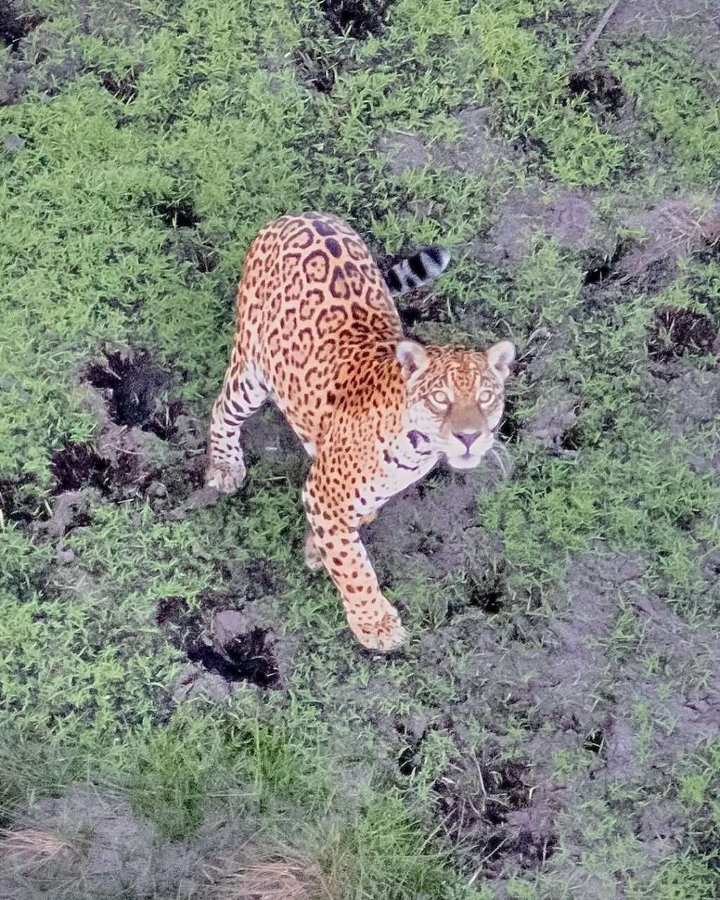 Onça-pintada é vista e fotografada do céu em Lucas do Rio Verde