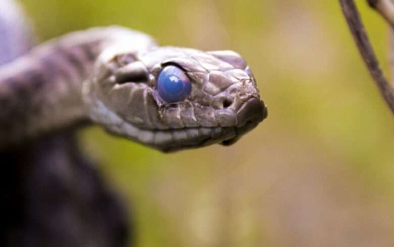 Os pais encontraram uma cobra mortal na cama de sua filha