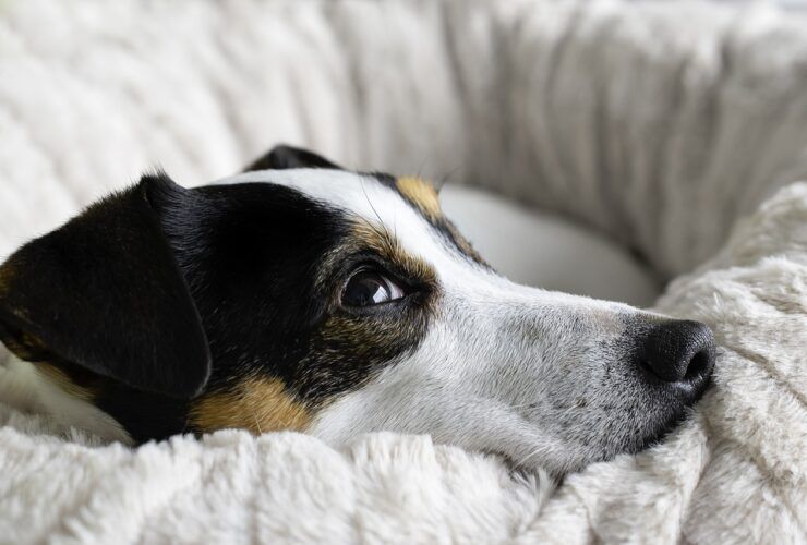 Pets resgatados precisam de tratamentos e adoção responsável
