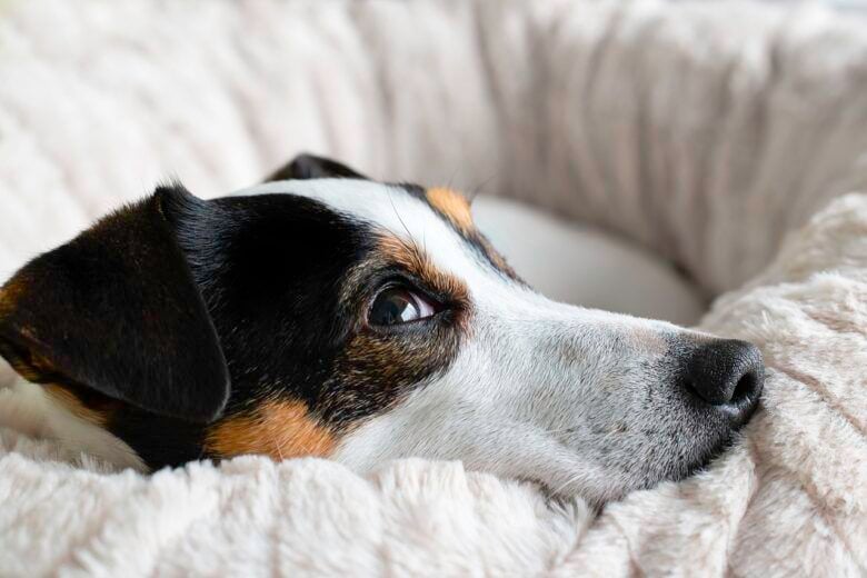 Pets resgatados precisam de tratamentos e adoção responsável