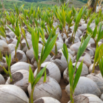 Abertura de mercado na Colômbia para sementes de coco