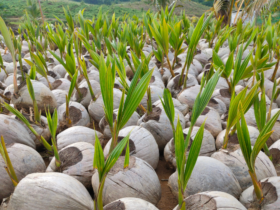 Abertura de mercado na Colômbia para sementes de coco