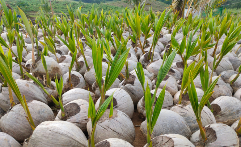 Abertura de mercado na Colômbia para sementes de coco