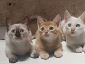 Filhotes de gato que foram disponibilizados para adoção pela Apanm  - Foto por: Apanm