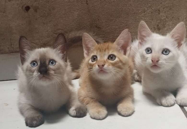 Filhotes de gato que foram disponibilizados para adoção pela Apanm  - Foto por: Apanm