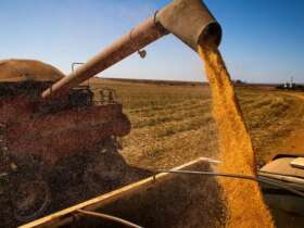Colheita de milho, grãos de milho, colheitadeira Por: CNA/ Wenderson Araujo/Trilux