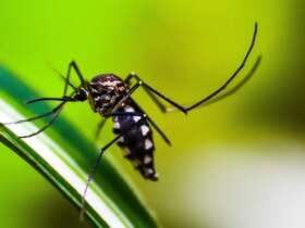 Aumento de casos de chikungunya na capital de Mato Grosso: Secretaria de saúde emite alerta