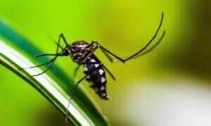 Aumento de casos de chikungunya na capital de Mato Grosso: Secretaria de saúde emite alerta