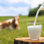 Pecuária leiteira se destaca como principal atividade na agricultura familiar de Mato Grosso