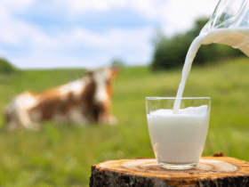 Pecuária leiteira se destaca como principal atividade na agricultura familiar de Mato Grosso