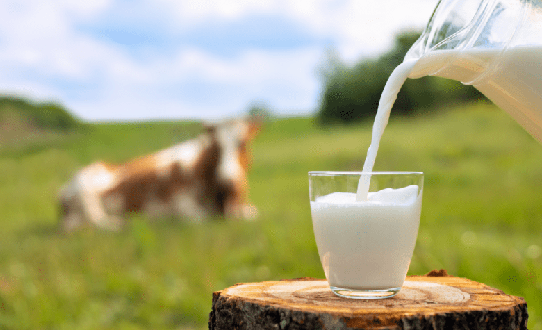 Pecuária leiteira se destaca como principal atividade na agricultura familiar de Mato Grosso