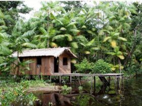 Floresta+ Amazônia vai remunerar famílias de assentamentos com redução no desmatamento - Foto: Divulgação/Incra