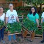 Mulheres receberam mudas da Seaf e contam com apoio técnico da Empaer no cultivo  - Foto por: Arquivo pessoal